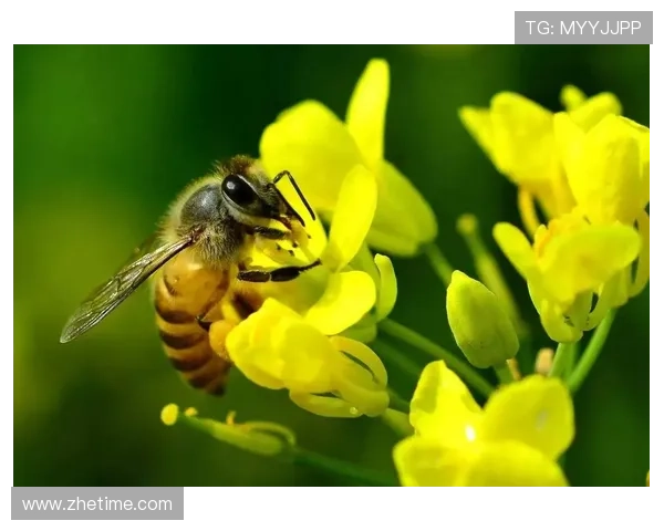科博利决赛为谁辛苦为谁甜